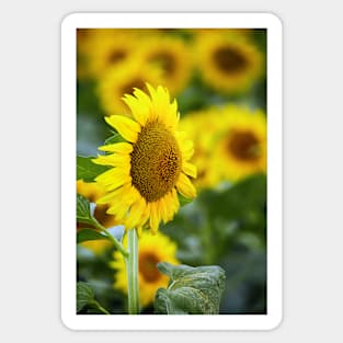 Sunflowers field Sticker